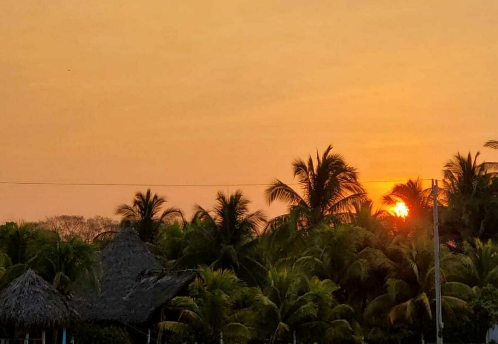Landscape with palmtrees with a sunrise in the back
