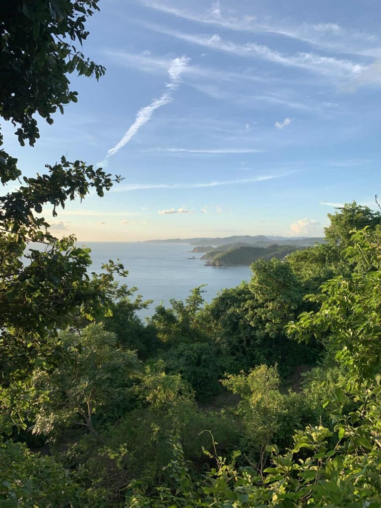 Ocean view through a lush rainforest