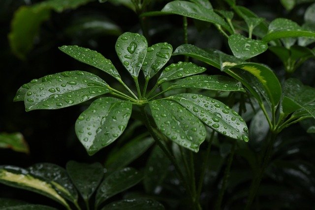 Tropical green plant with raindrops
