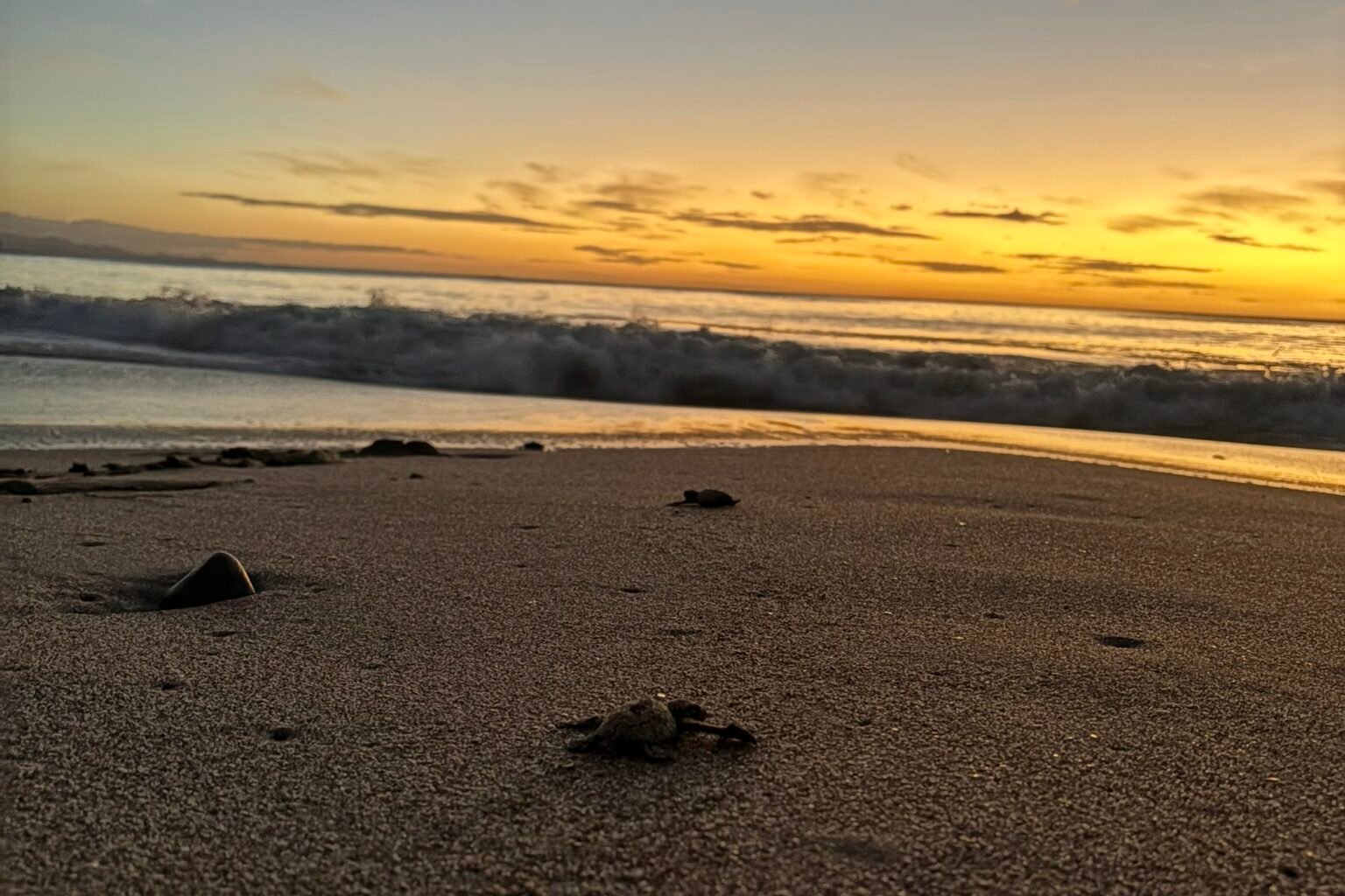 baby turtles going to the beach